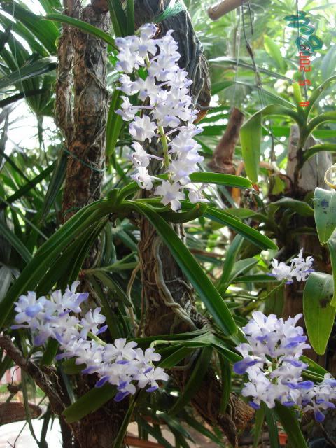 Rhynchostylis coelestis 